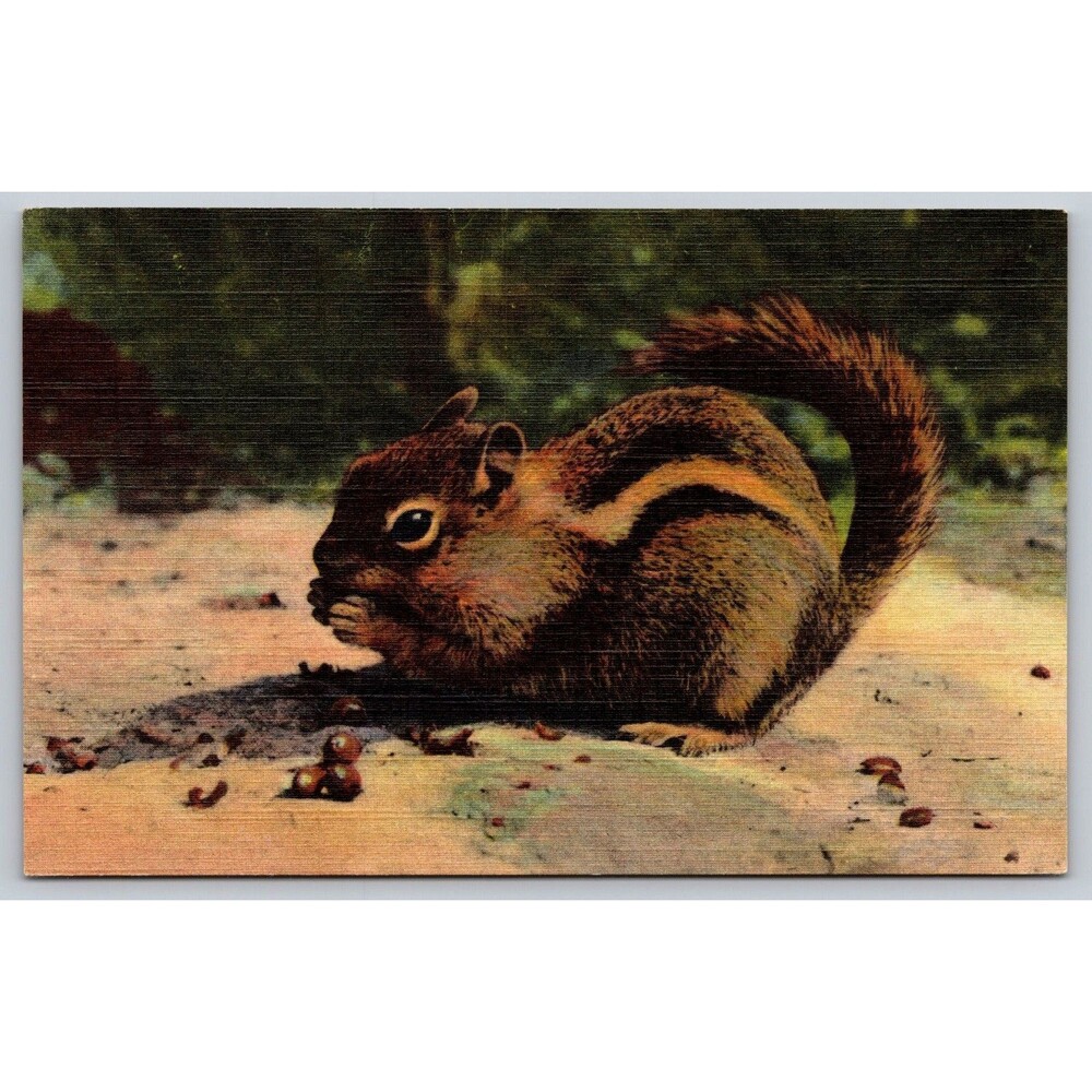 Vtg 1941 Chipmunk Postcard Sanborn Souvenir Co Linen Mantled Ground Squirrel